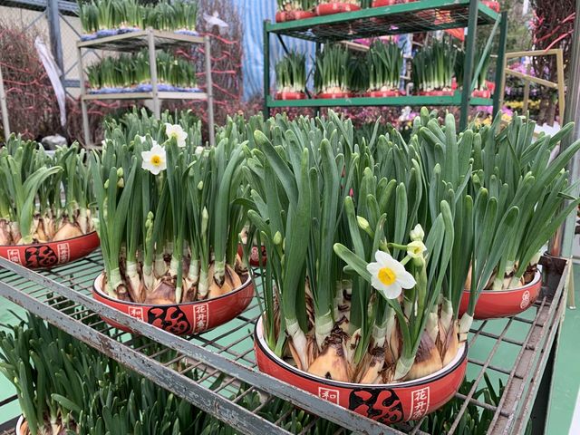 The Biggest Chinese New Year Flower Market In Hong Kong