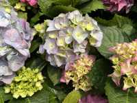 香港賞花 | 維園花展 | 主題花繡球花篇