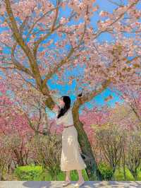 부산에서 유명한 핑크 왕팝콘 스팟!🌸🌸