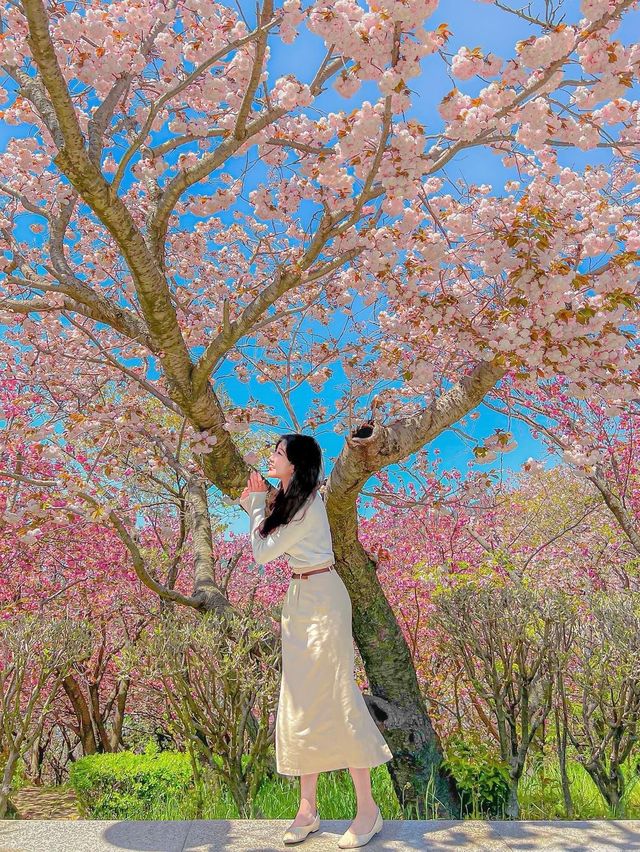 부산에서 유명한 핑크 왕팝콘 스팟!🌸🌸