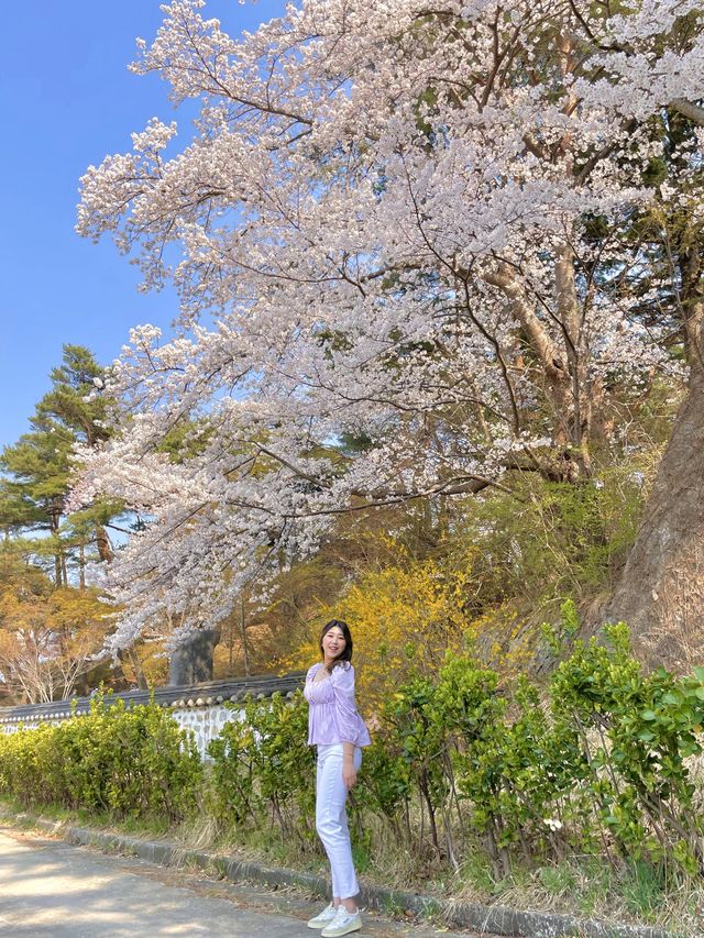 강릉에 핑크빛으로 물들어버린 팝콘 스팟 🌸💗