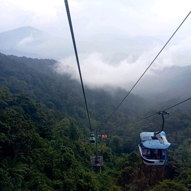 Viewing Natural Forest When Taking Skyway