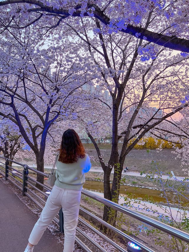 사람 많은 꽃구경 그만! 가는 길마다 꽃이 보이는 덕풍천 어때요 :) ?