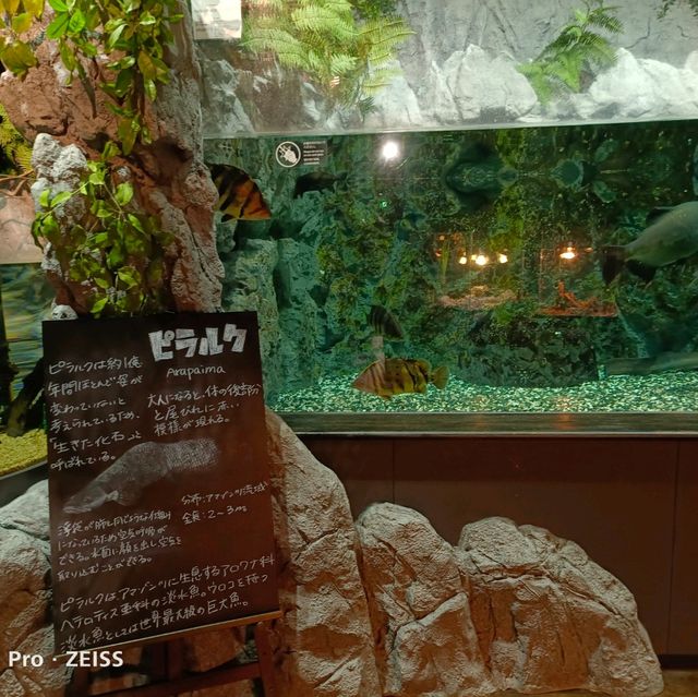 沖繩景點DMM_Kariyushi水族館 