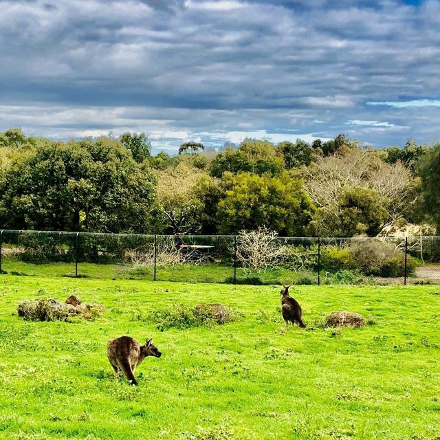 Werribee Open Range Zoo - Victoria, Australia