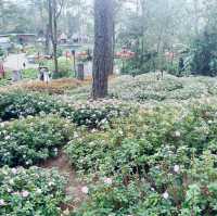 Exploring Baguio’s Botanical Wonders