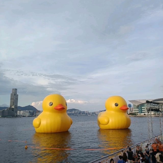 必睇必影 黃色鴨