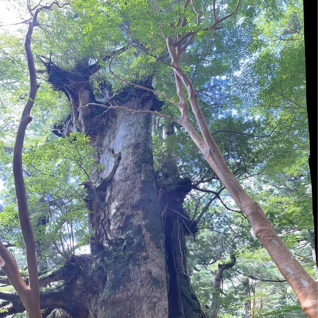 【鹿児島・屋久島】世界遺産の縄文杉に✨