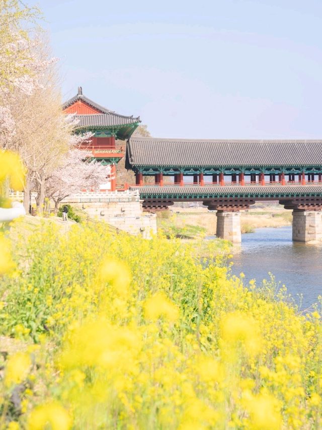벚꽃과 유채핀 월정교