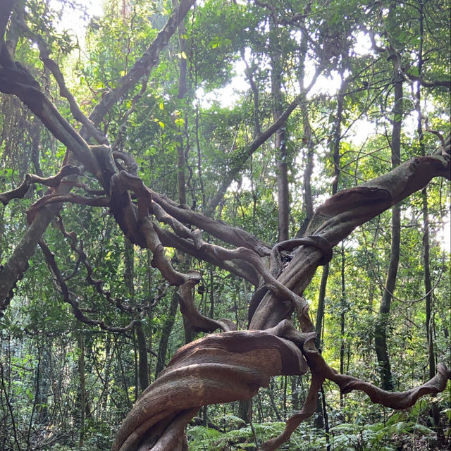 香港🇭🇰 ｜🌟香港最大巨藤🌲 - 松仔園藤王
