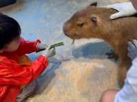 Lollypet萌寵樂園： 與動物零距離的夢幻體驗
