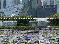 Lotus Pond in Singapore?!