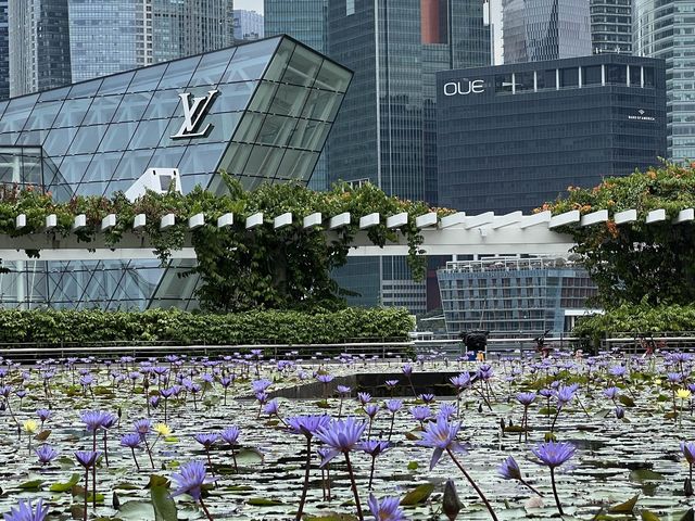 Lotus Pond in Singapore?!