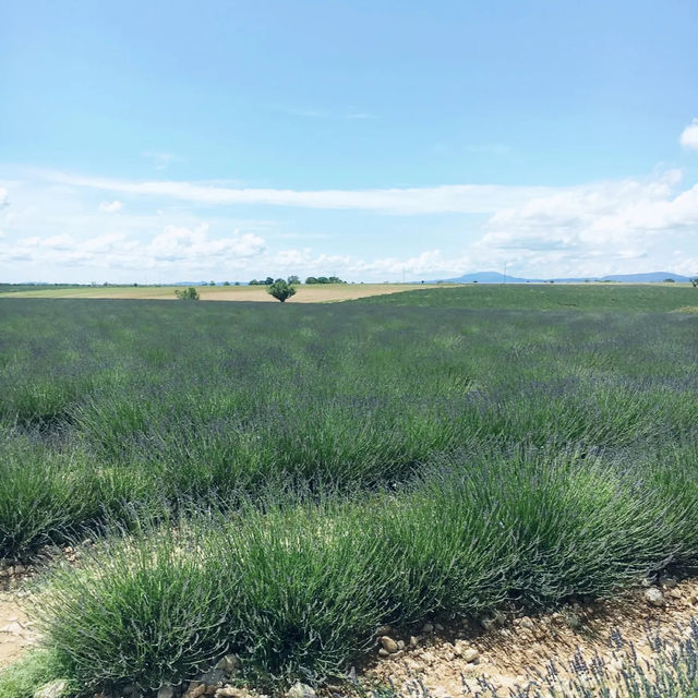 Breathtaking lavender fields in Provence FR