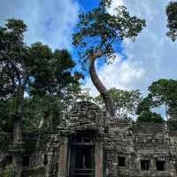 Ta Prohm: Jungle temple enveloped by nature