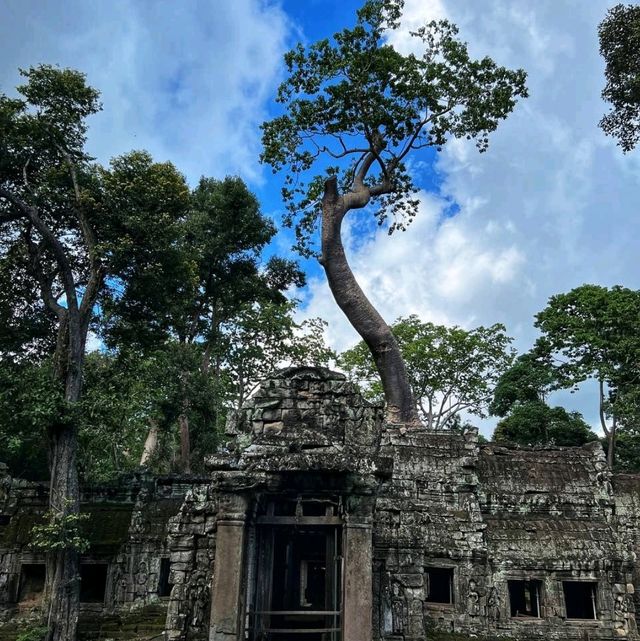 Ta Prohm: Jungle temple enveloped by nature