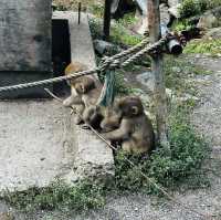 Life’s checklist - Nagano’s Snow Monkey Park