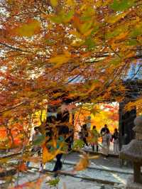 【福岡紅葉】有名な秋月城跡の紅葉🍁