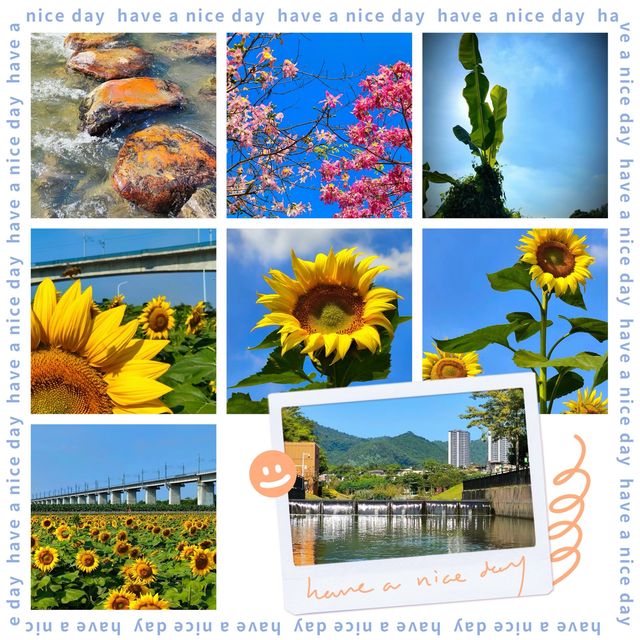 向日葵畑 🌻🌞燦爛陽光下的黃金海洋🌅🌻