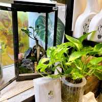 Naug Just Plants Hydroponic Houseplants