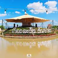 ในน้ำมีปลา ในนามีแมว ศิลปะในนาข้าว