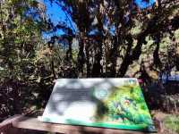 สัมผัสป่าดึกดำบรรพ์ อาลีซานเมืองไทย 🌲🌲🌲