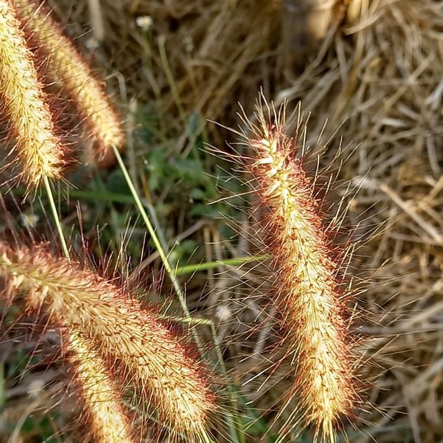 yindee organic farm at amnat