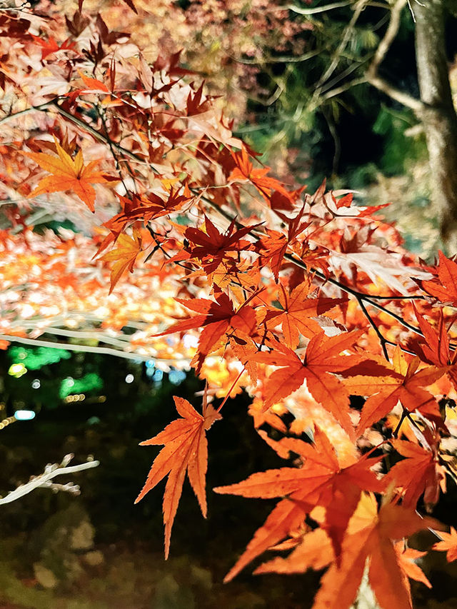 京都景點｜嵐山寶嚴院之夜楓