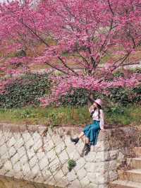 春先取り！奈良の早咲の桜スポット🌸