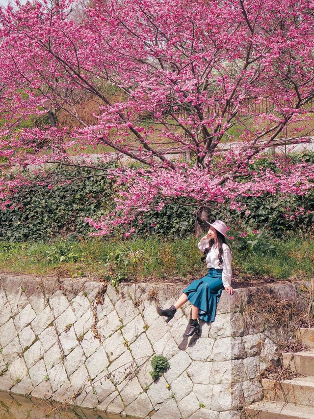 春先取り！奈良の早咲の桜スポット🌸