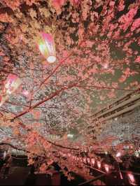 【東京】人気桜スポット🌸目黒川にかかるソメイヨシノトンネル
