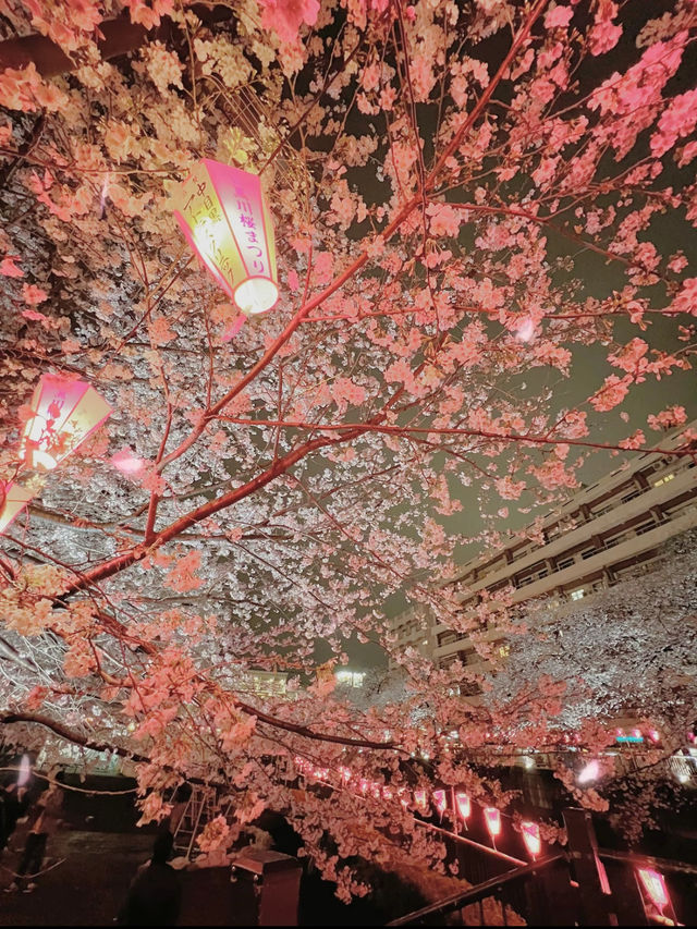 【東京】人気桜スポット🌸目黒川にかかるソメイヨシノトンネル