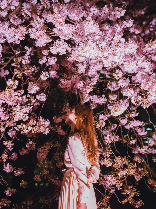 Urban Oasis🌸 Cherry Blossoms of Shinjuku Gyoen