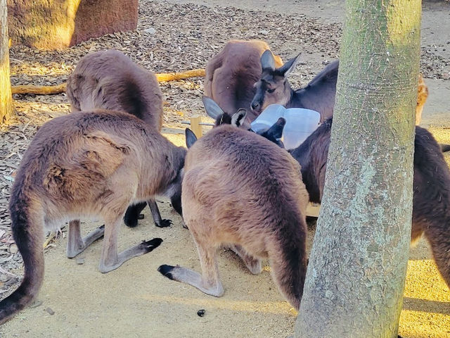 WILD LIFE Sydney Zoo