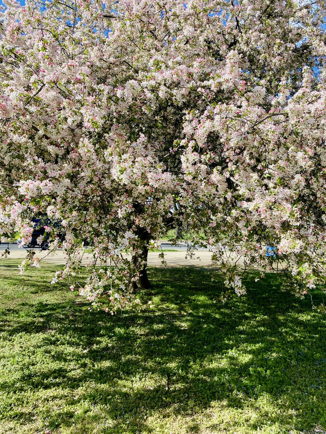 Blossom Bliss: Washington D.C.'s Tidal