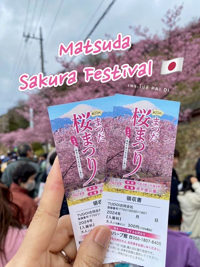 🌸matsuda city cherry blossom festival 🌸