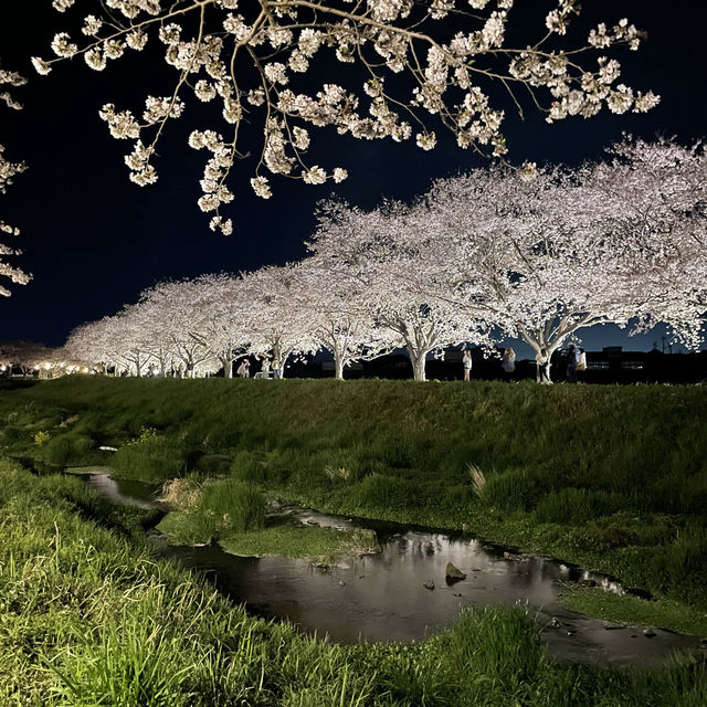 夜の川に映り込む桜のリフレクションが素敵