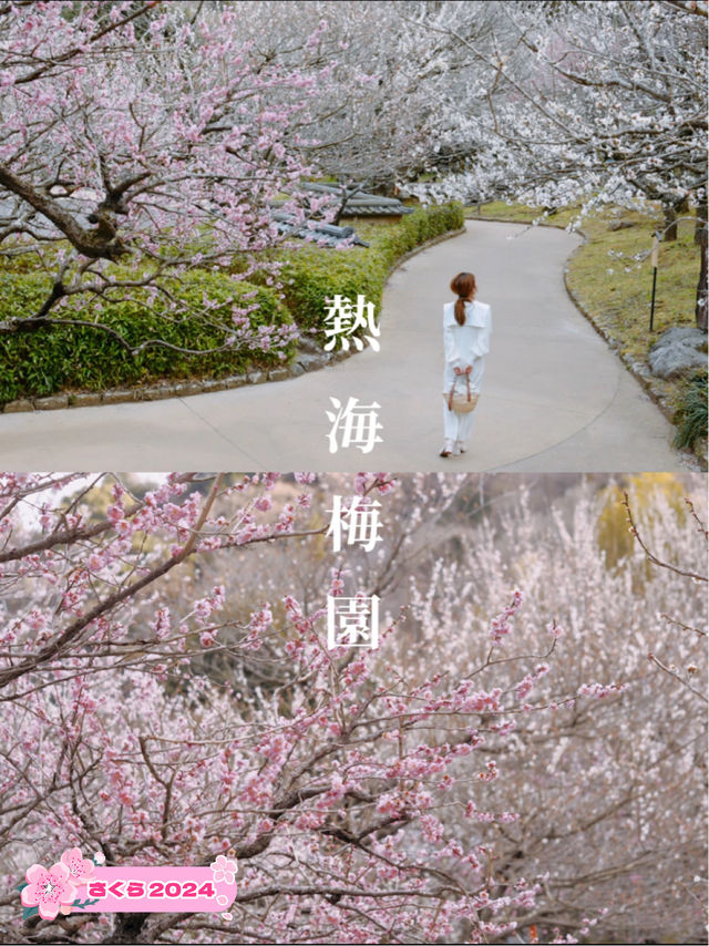 梅の花が魅力　熱海梅園まつり🌸　