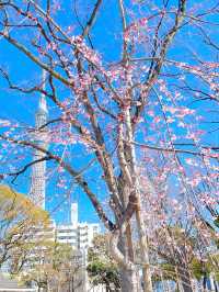 【スカイツリー×桜/墨田区】2024 ひと足早く、桜咲き始めています！