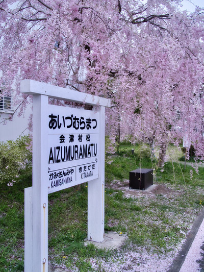 福島・桜】3kmの道のりに1000本のしだれ桜のシャワー浴びて