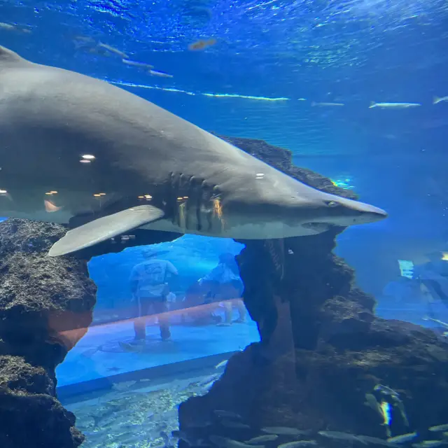 亞洲最大的水族館—濟州島