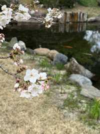 【福岡スポット】桜が楽しめる日本庭園施設
