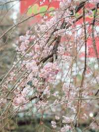 東京｜上野公園 櫻花盛開 日韓春天好去處🌸