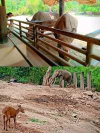 🇹🇭 Khao Kheow Open Zoo