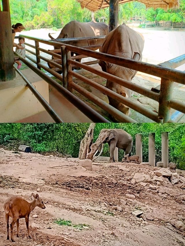 🇹🇭 Khao Kheow Open Zoo