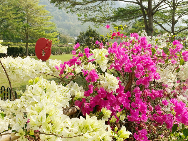 旺萊山-愛情大草原