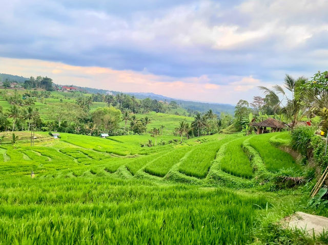 Jatiluwih Rice Terraces