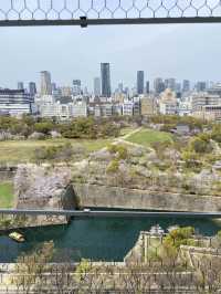 【2024年桜】大阪城の桜