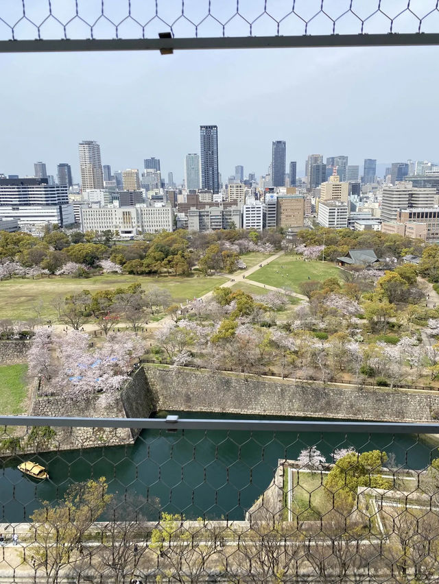 【2024年桜】大阪城の桜