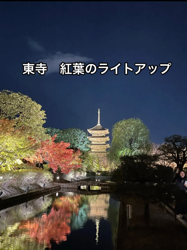 東寺　紅葉のライトアップ！